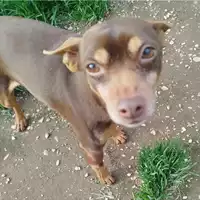 cane - Matr. 2024/1523 - Microchip 642099000643270