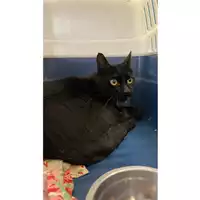 Foto dell\'animale gatto - Matr. 2024/1526 - Microchip 380260044998002