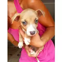 Foto dell\'animale cane - Matr. 2024/1533 - Microchip 380260044997593
