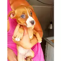 Foto dell\'animale cane - Matr. 2024/1534 - Microchip 380260044997734