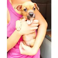 cane - Matr. 2024/1535 - Microchip 380260044997995
