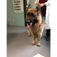 Foto dell\'animale cane - Matr. 2017/0651 - Microchip 380260043150414