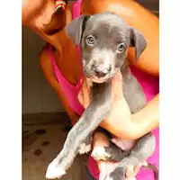 Foto dell\'animale cane - Matr. 2024/1536 - Microchip 380260044998204