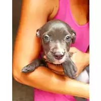 Foto dell\'animale cane - Matr. 2024/1537 - Microchip 380260044997755