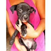 Foto dell\'animale cane - Matr. 2024/1538 - Microchip 380260044998532