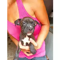 Foto dell\'animale cane - Matr. 2024/1539 - Microchip 380260044998011