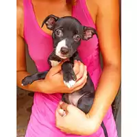 Foto dell\'animale cane - Matr. 2024/1540 - Microchip 380260044998137