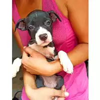 Foto dell\'animale cane - Matr. 2024/1541 - Microchip 380260044997646