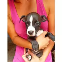 Foto dell\'animale cane - Matr. 2024/1542 - Microchip 380260044998113