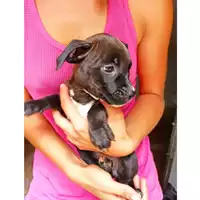 Foto dell\'animale cane - Matr. 2024/1543 - Microchip 380260044997560
