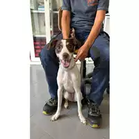 Foto dell\'animale cane - Matr. 2024/1531 - Microchip 380260044997852