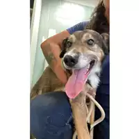 Foto dell\'animale cane - Matr. 2024/1532 - Microchip 380260044997970