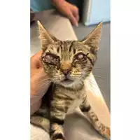 Foto dell\'animale gatto - Matr. 2024/1544 - Microchip 380260044998008
