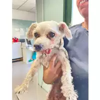 Foto dell\'animale cane - Matr. 2024/1545 - Microchip 380260000823866