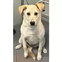 Foto dell\'animale cane - Matr. 2024/0420 - Microchip 380260102240225