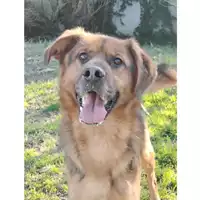 Foto dell\'animale cane - Matr. 2024/1187 - Microchip 380260170343946