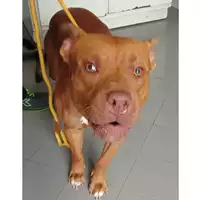 Foto dell\'animale cane - Matr. 2024/1547 - Microchip 380260044998171