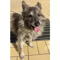 Foto dell\'animale cane - Matr. 2024/1548 - Microchip 380260044998016