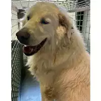 Foto dell\'animale cane - Matr. 2024/1551 - Microchip 380260044998318