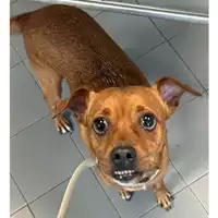 Foto dell\'animale cane - Matr. 2024/1556 - Microchip 380260044998346