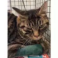 Foto dell\'animale gatto - Matr. 2024/1557 - Microchip 380260044998515