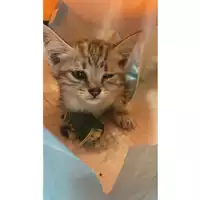 Foto dell\'animale gatto - Matr. 2024/1558 - Microchip 380260044998399