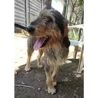 Foto dell\'animale cane - Matr. 2021/0298 - Microchip 380260044541286