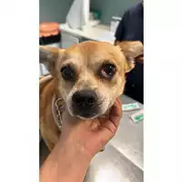 Foto dell\'animale cane - Matr. 2014/1775 - Microchip 642098200036441