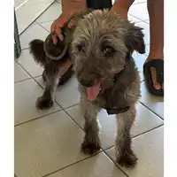 Foto dell\'animale cane - Matr. 2024/1561 - Microchip 380260044997804