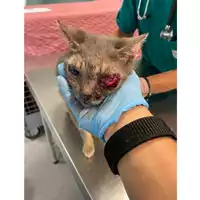 Foto dell\'animale gatto - Matr. 2024/1567 - Microchip 380260044998018