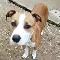 Foto dell\'animale cane - Matr. 2024/1568 - Microchip 380260044997607