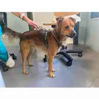 Foto dell\'animale cane - Matr. 2024/1571 - Microchip 380260044997810