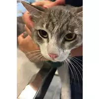 Foto dell\'animale gatto - Matr. 2024/1573 - Microchip 380260170343716
