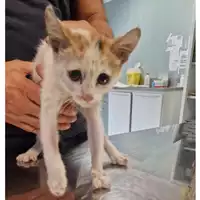 Foto dell\'animale gatto - Matr. 2024/1574 - Microchip 380260170343708