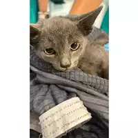 Foto dell\'animale gatto - Matr. 2024/1575 - Microchip 380260044997589