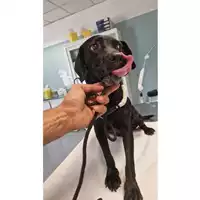 Foto dell\'animale cane - Matr. 2024/1576 - Microchip 380260170343719