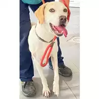 Foto dell\'animale cane - Matr. 2024/1577 - Microchip 380260160077532