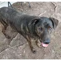 cane - Matr. 2014/1711 - Microchip 380260040143990