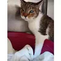 Foto dell\'animale gatto - Matr. 2024/1578 - Microchip 380260170343706