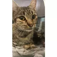 Foto dell\'animale gatto - Matr. 2024/1579 - Microchip 380260170343714