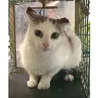 Foto dell\'animale gatto - Matr. 2024/1581 - Microchip 380260170343910