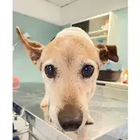 Foto dell\'animale cane - Matr. 2024/1584 - Microchip 380260000615677
