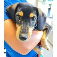 Foto dell\'animale cane - Matr. 2024/1583 - Microchip 380260170343712