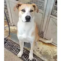 Foto dell\'animale cane - Matr. 2024/1582 - Microchip 380260044997657