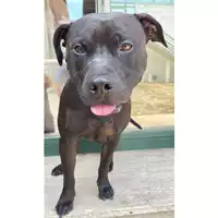 Foto dell\'animale cane - Matr. 2024/1586 - Microchip 380260102557315