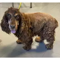 Foto dell\'animale cane - Matr. 2024/1587 - Microchip 967000009273303