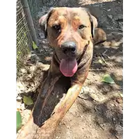 Foto dell\'animale cane - Matr. 2021/0603 - Microchip 380260044544982