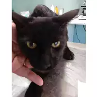 Foto dell\'animale gatto - Matr. 2024/1588 - Microchip 380260170343717