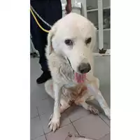 Foto dell\'animale cane - Matr. 2024/1592 - Microchip 380260170343652