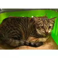 Foto dell\'animale gatto - Matr. 2024/1593 - Microchip 380260170343648